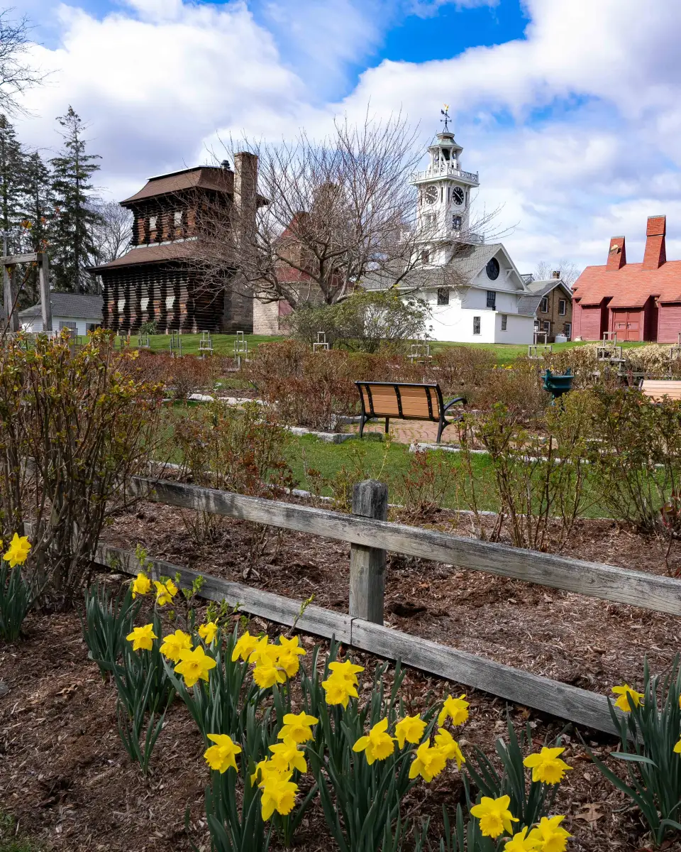 Spring daffodils and the rose garden with Boothe Park museum buildings beyond