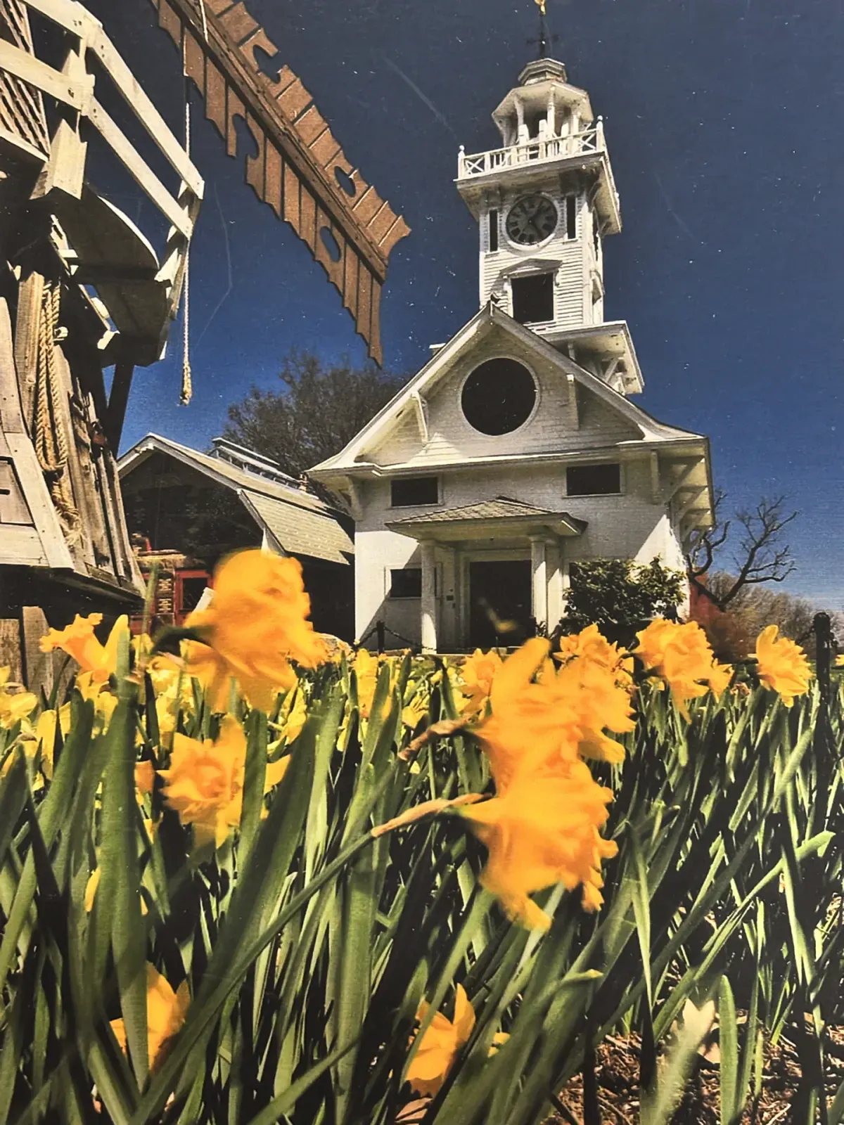 Clocktower Museum seen across a bed of yellow daffodils