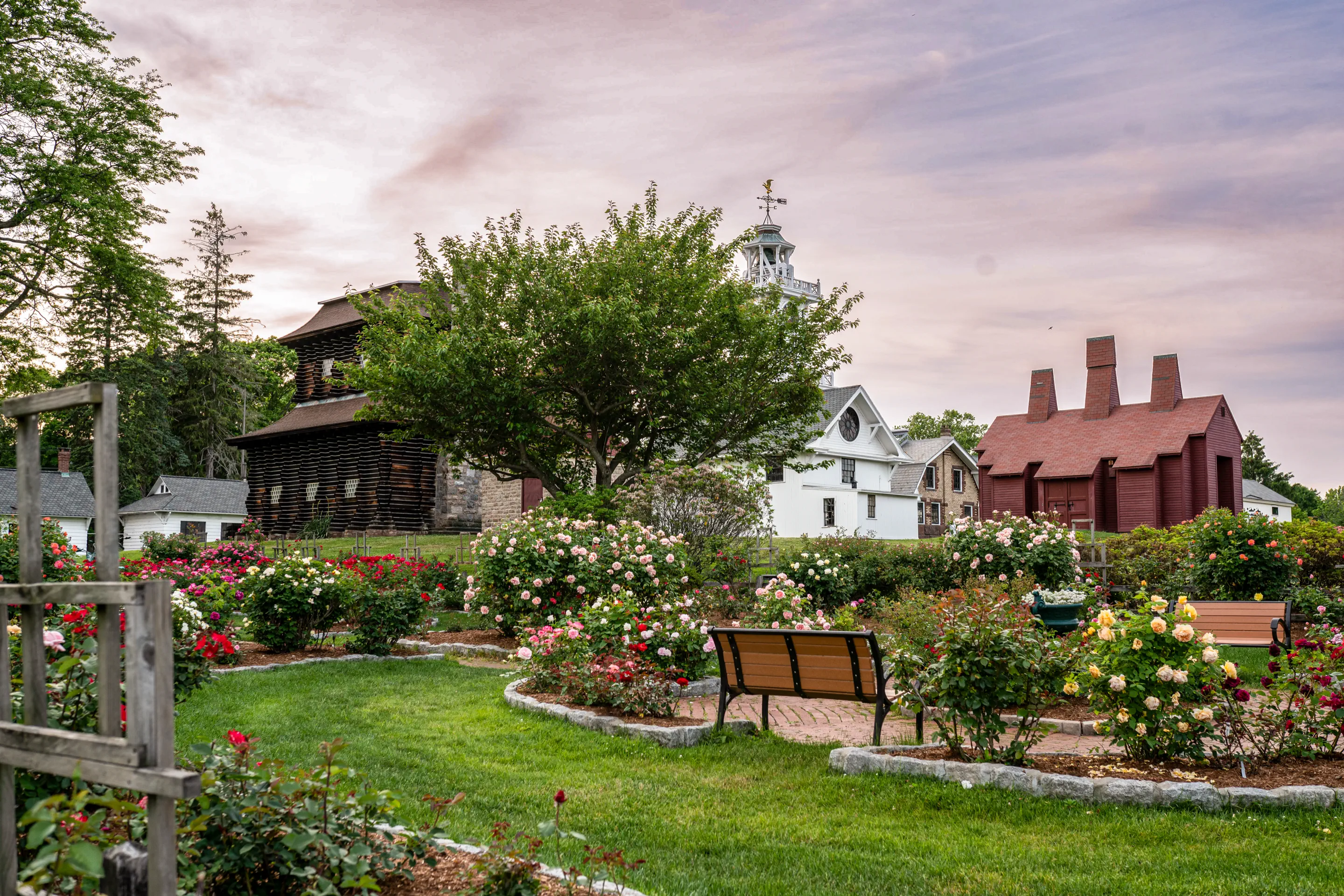 Rose Garden beds with the Clocktower and historic museum buildings beyond