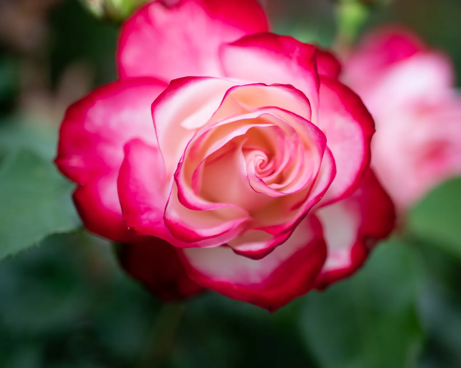 Pink and cream rose bloom edged in deep pink