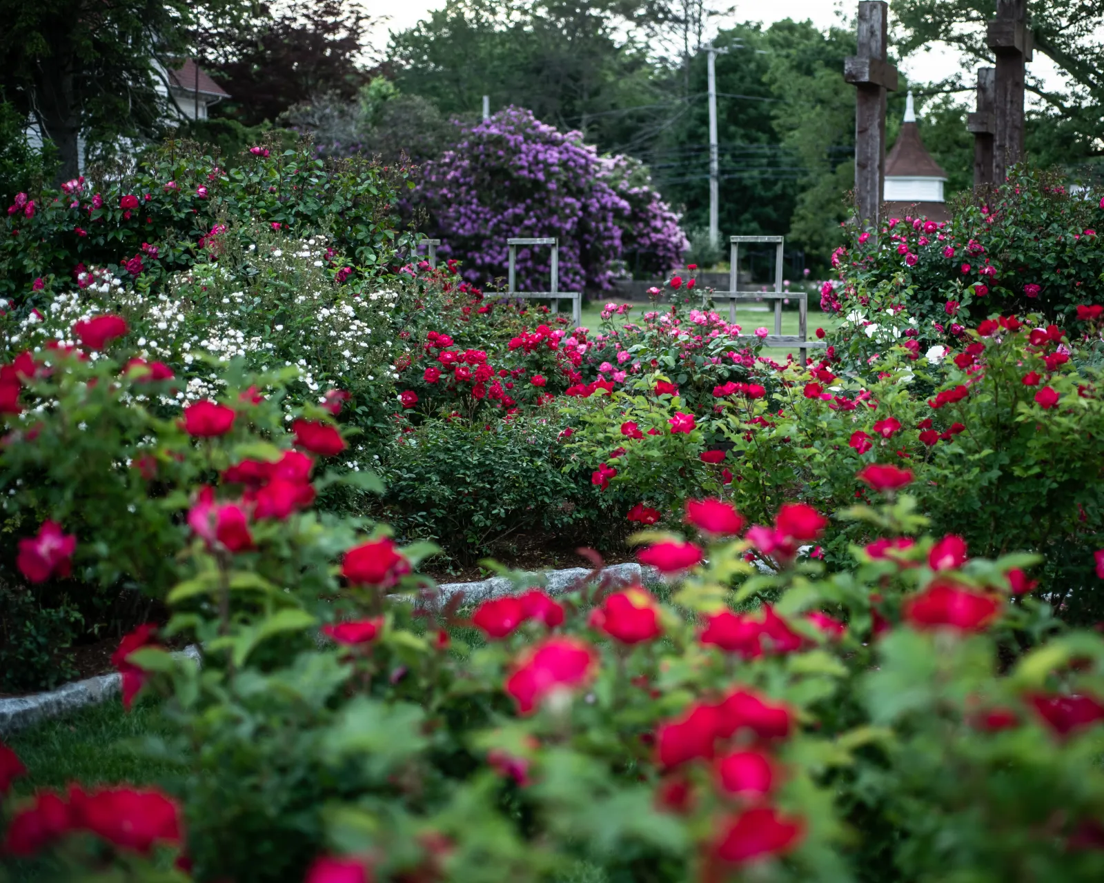 Red and pink roses filling the formal garden beds